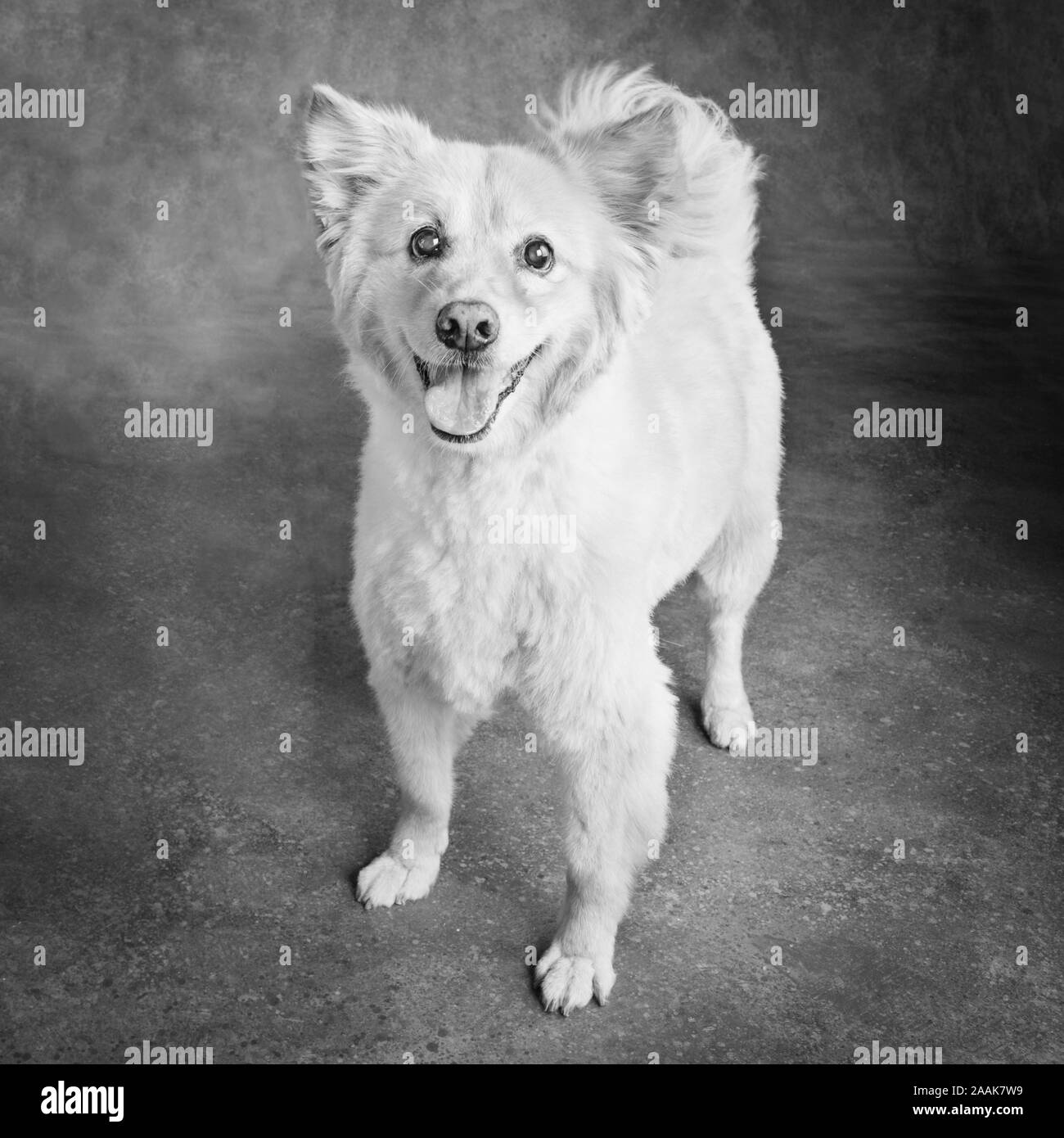 Studio portrait of Golden Chow mix Dog Stock Photo