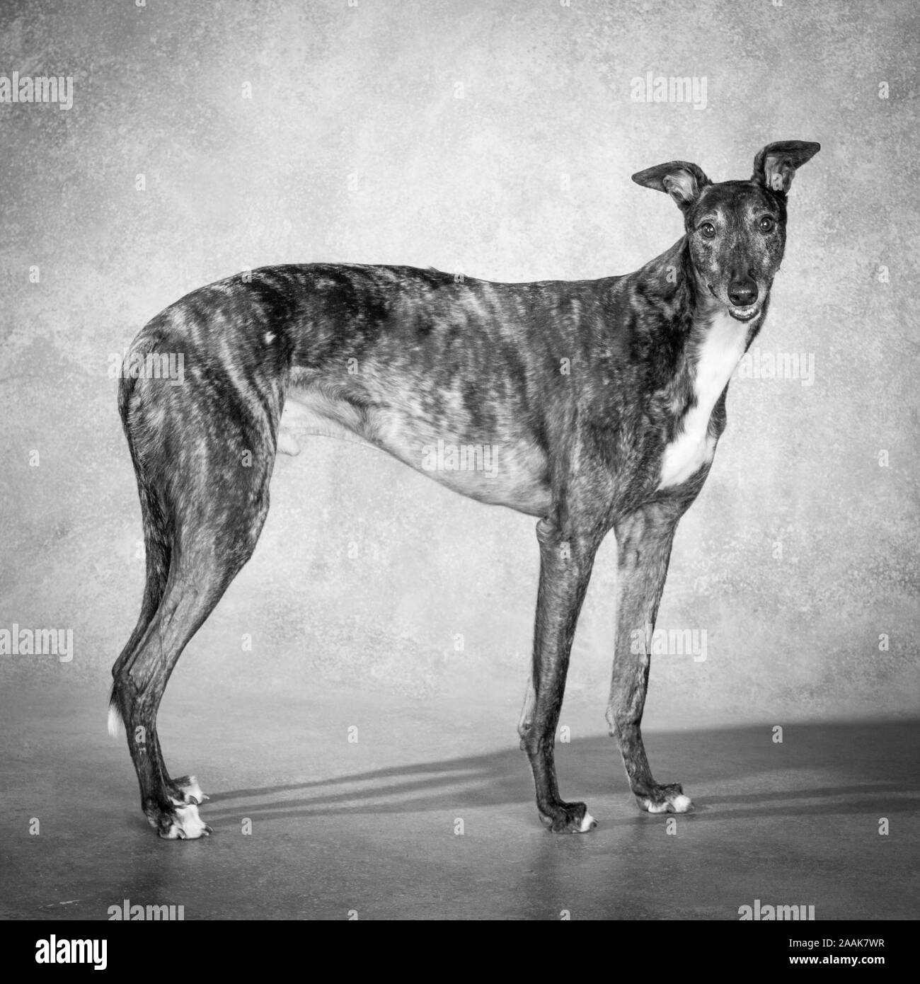 Portrait of Greyhound Stock Photo