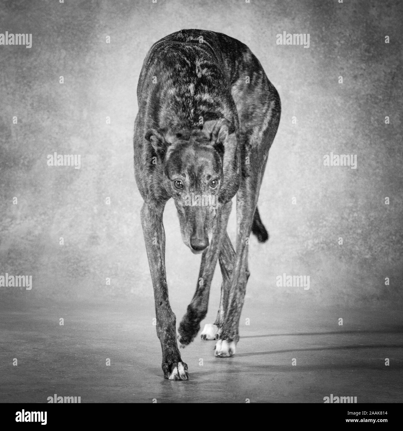 Portrait of Greyhound Stock Photo