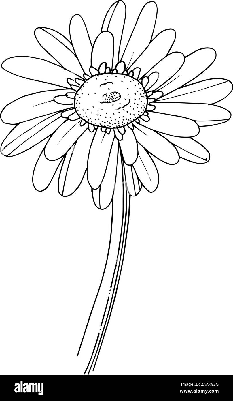Gerber Daisy Illustration
