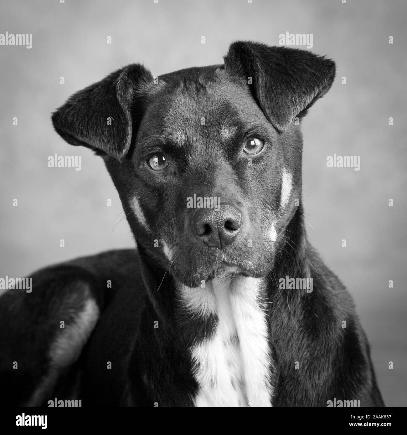 Dog Black and White Stock Photos & Images - Alamy