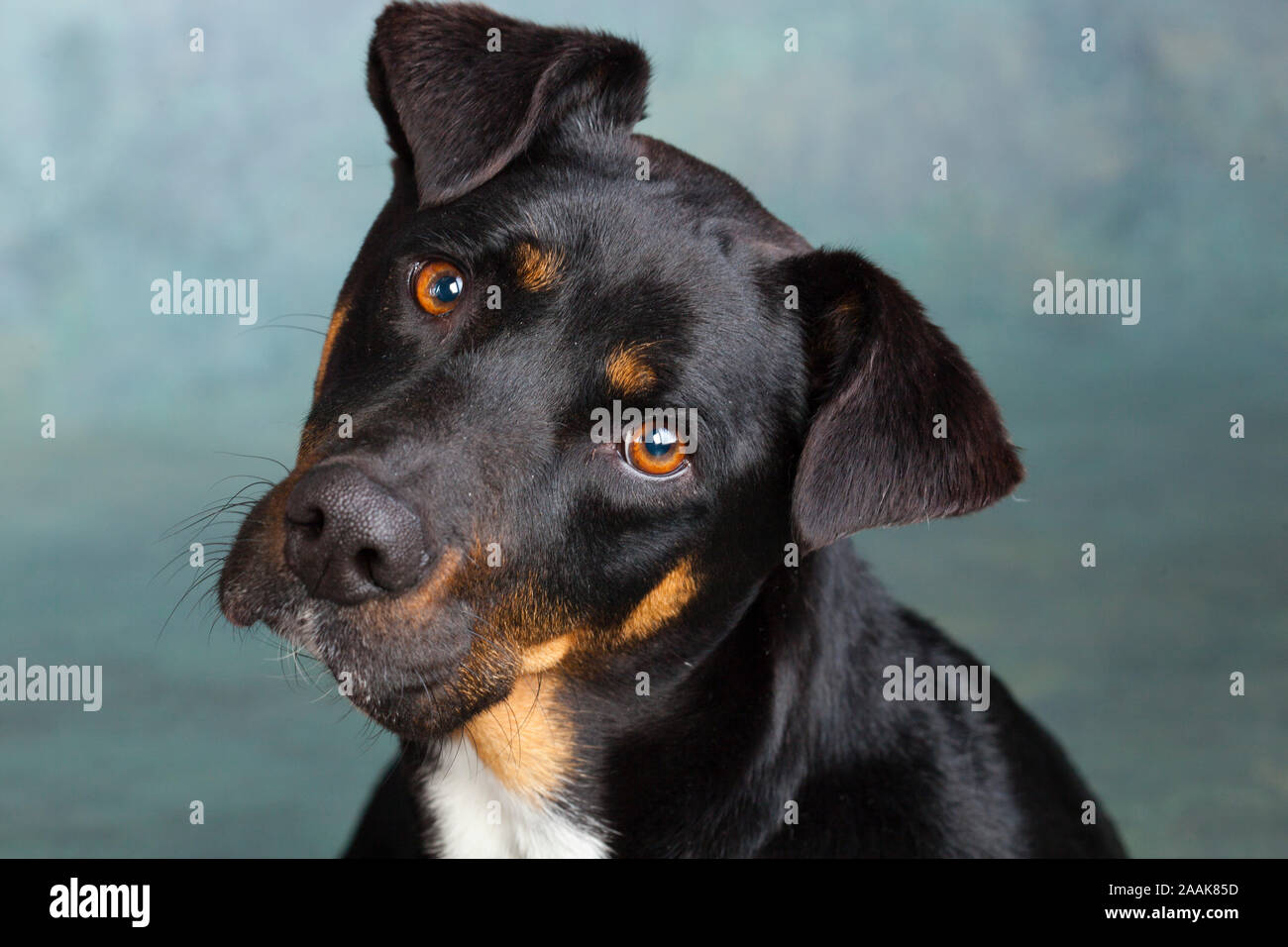 Portrait of dog Stock Photo
