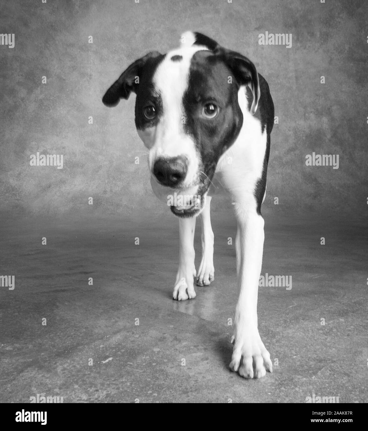Portrait of Pointer Terrier mix dog with ball in mouth Stock Photo
