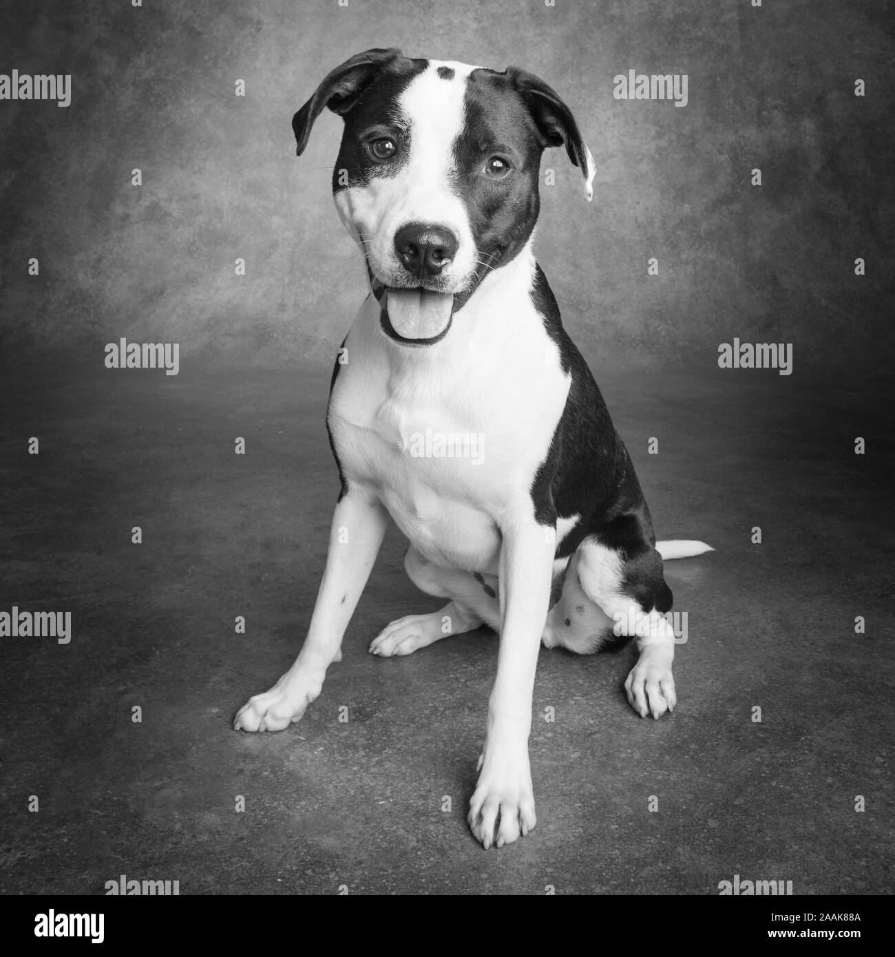 Portrait of Pointer Terrier mix dog Stock Photo