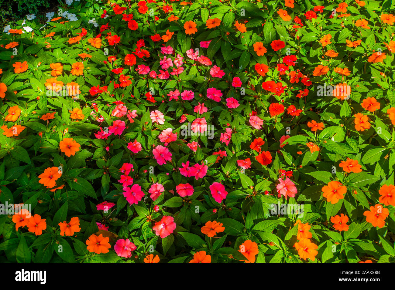 impatiens x hybrida hort, popular hybrid specie of jewelweed flowers, air purifying plant Stock Photo