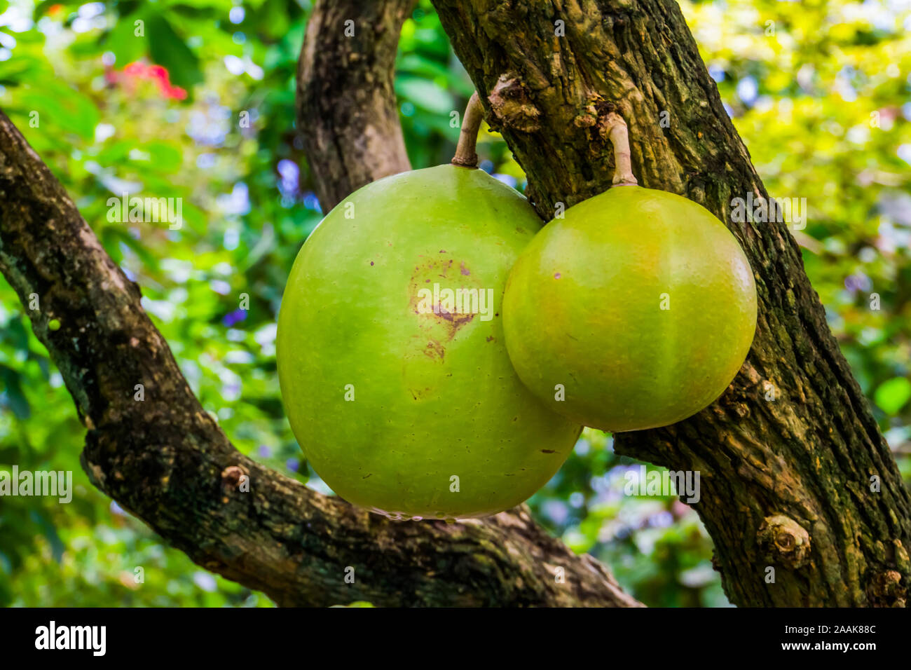 closeup of the fruits in a calabash tree, tropical fruiting plant, Exotic specie from America Stock Photo