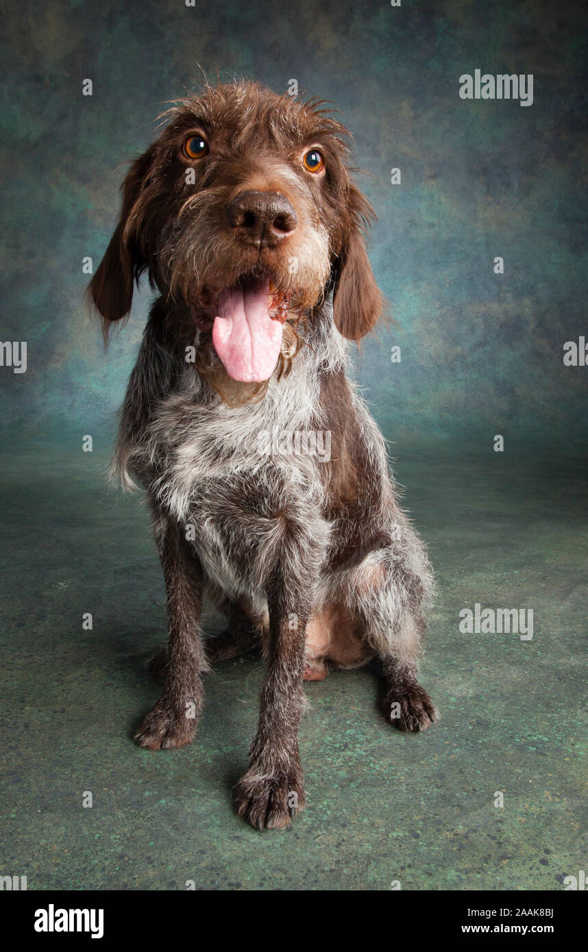 Portrait of a German Wirehaired Pointer Stock Photo