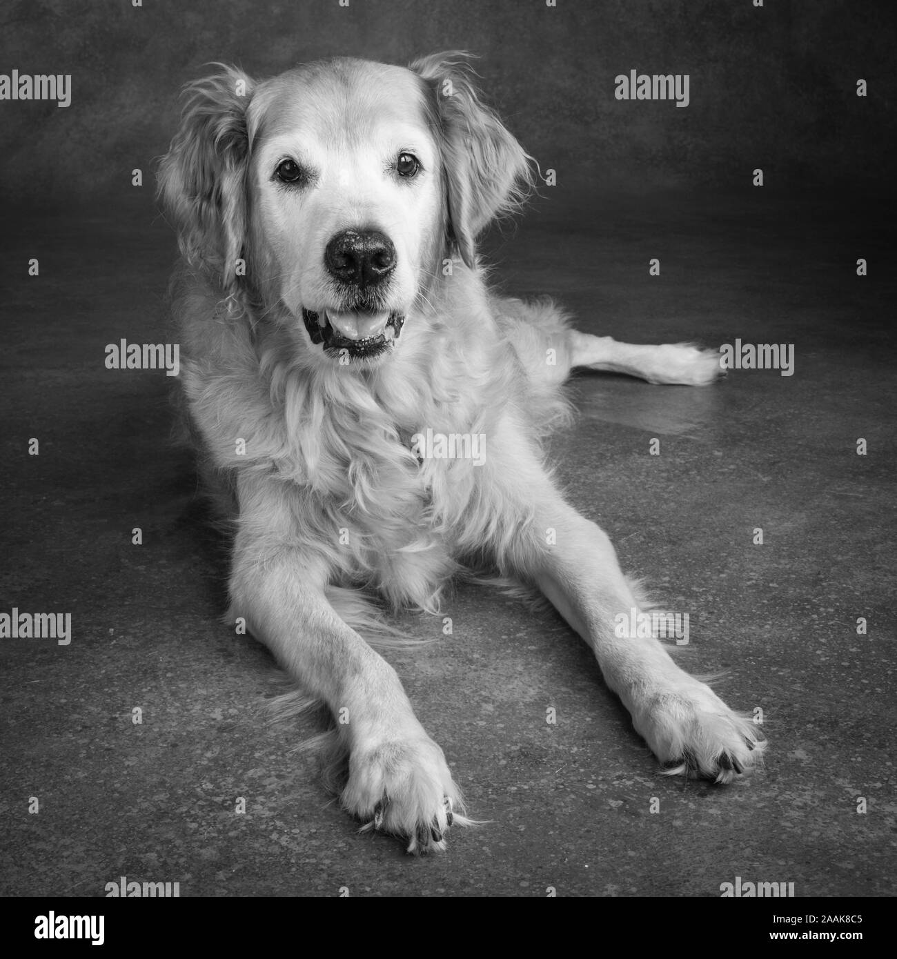 Golden retriever dog looking Black and White Stock Photos Images Alamy Golden retriever dog looking Black and White Stock Photos Images Alamy