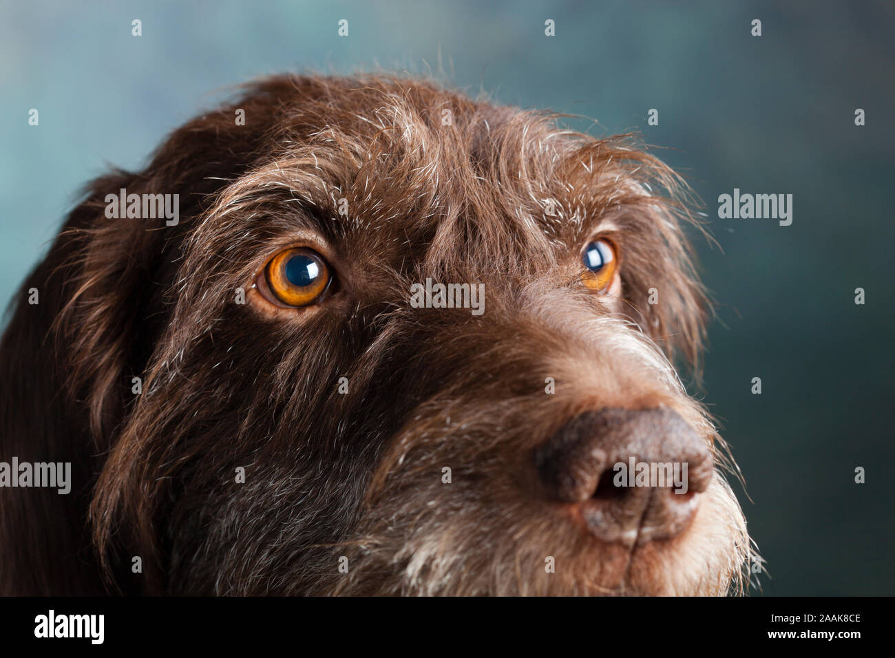 Portrait of a German Wirehaired Pointer Stock Photo
