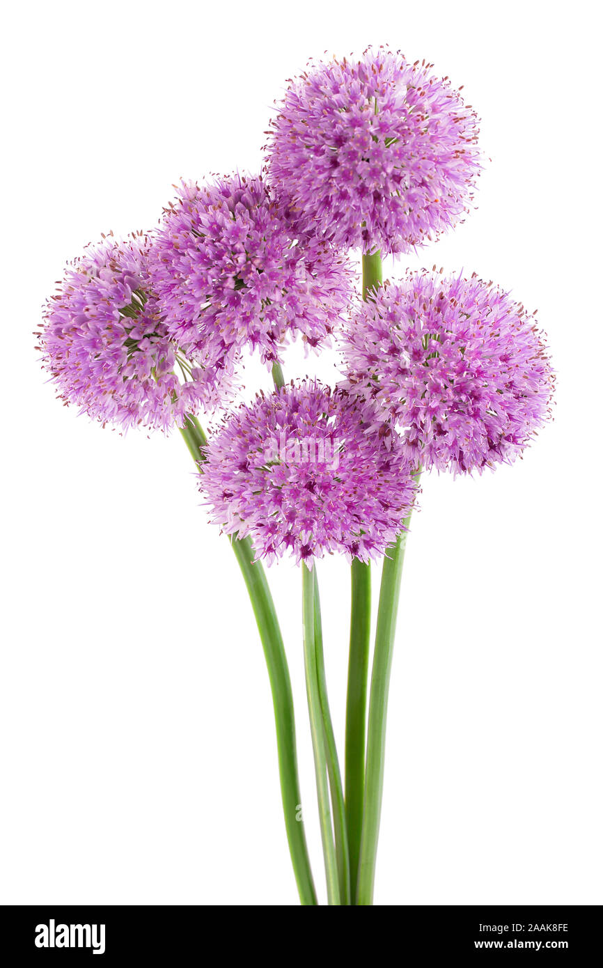the flower of wild garlic isolated on white background Stock Photo Alamy