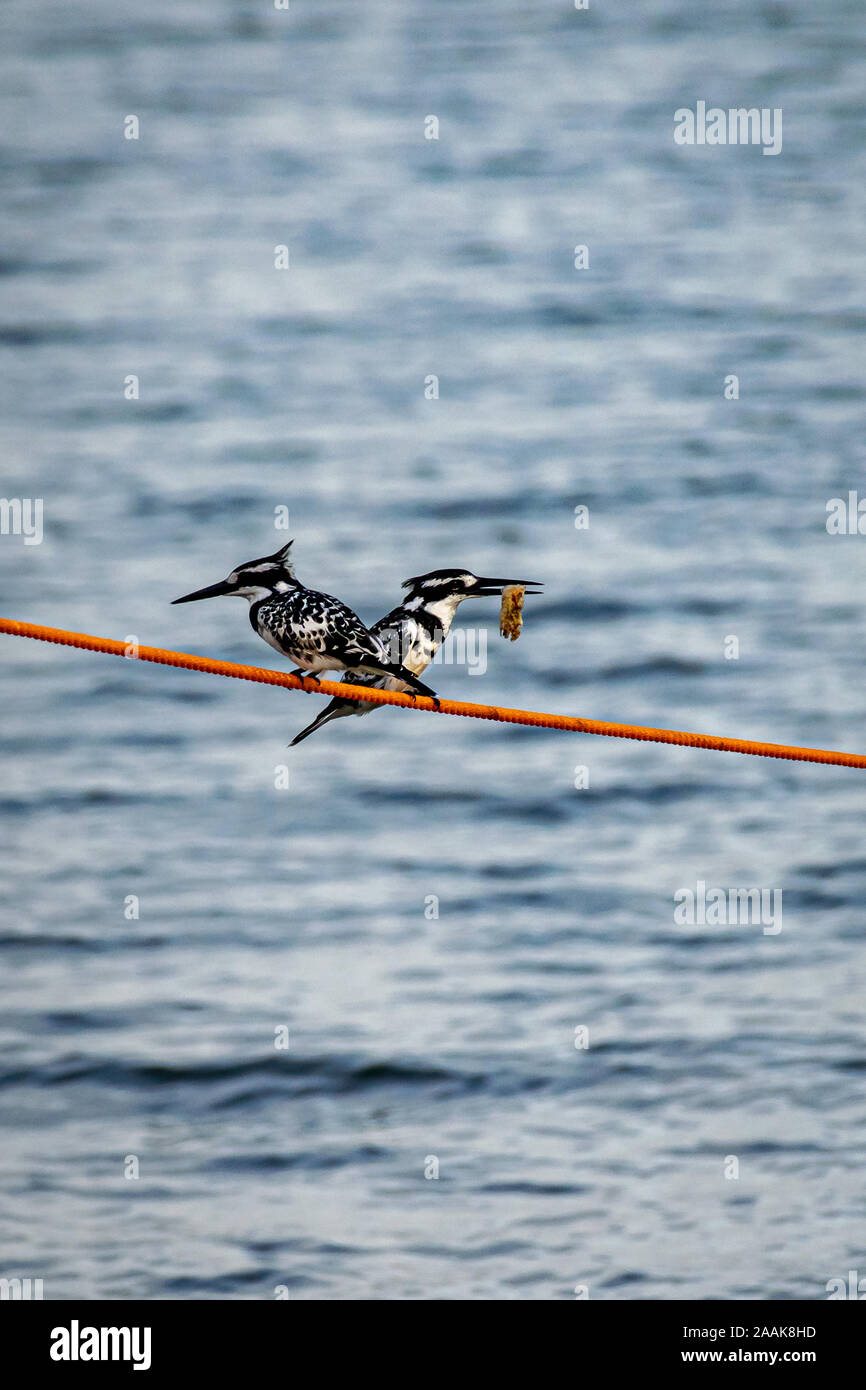 Kingfishers on a line hires stock photography and images Alamy