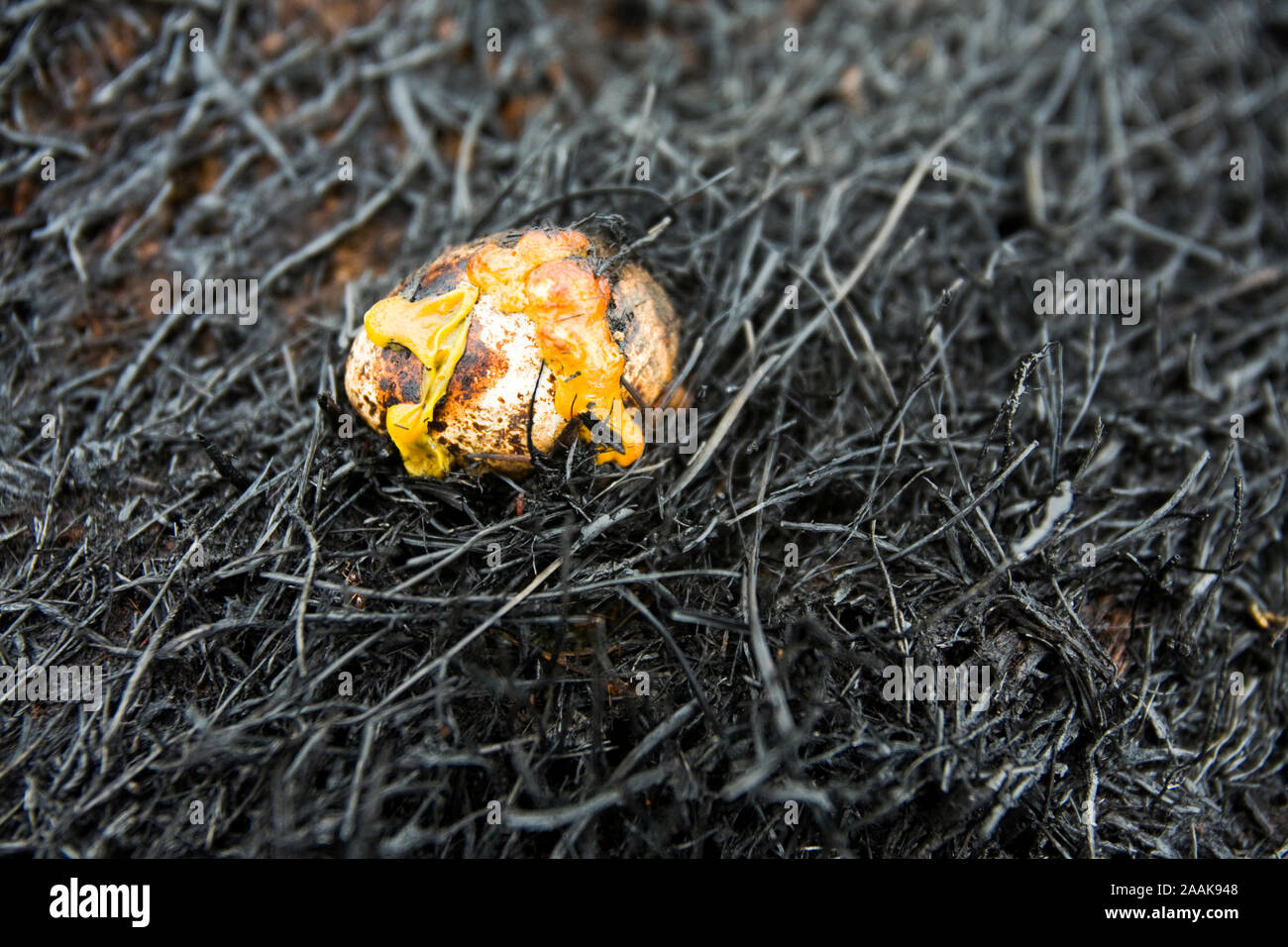 A moorland birds egg fried by fire. An unusually dry spring led to tinder dry conditions on moorland near Littleborough above Manchester UK. A discard Stock Photo