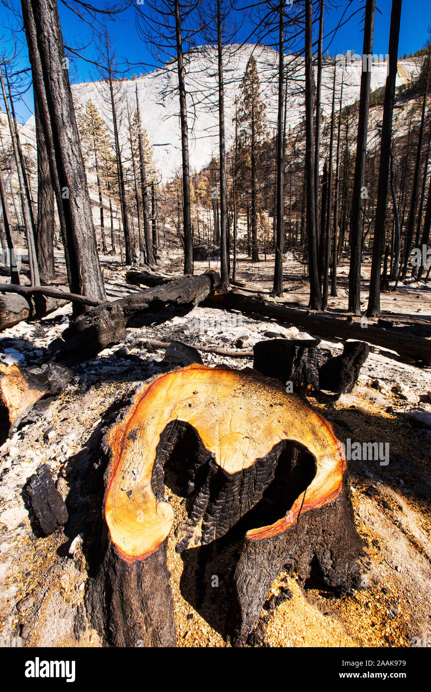 The heart that has been ripped out of the forest. A fire destroys an area of forest in the Little Yosemite Valley in the Yosemite National Park. Stock Photo