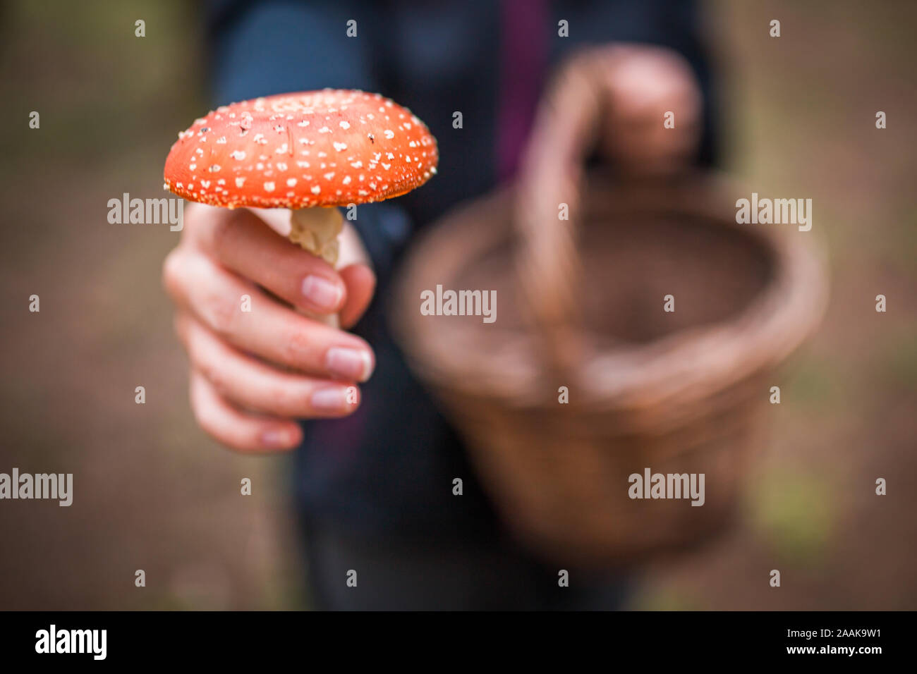 Female holding Amanita Muscaria mushroom, commonly known as the fly agaric or fly amanita, is a basidiomycete of the genus Amanita. Stock Photo