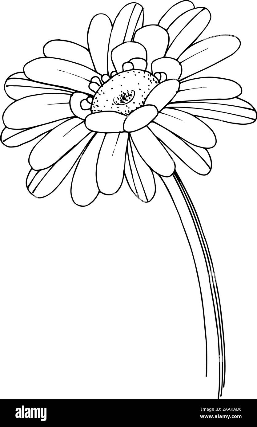Vector gerbera floral botanical flower. Black and white engraved ink