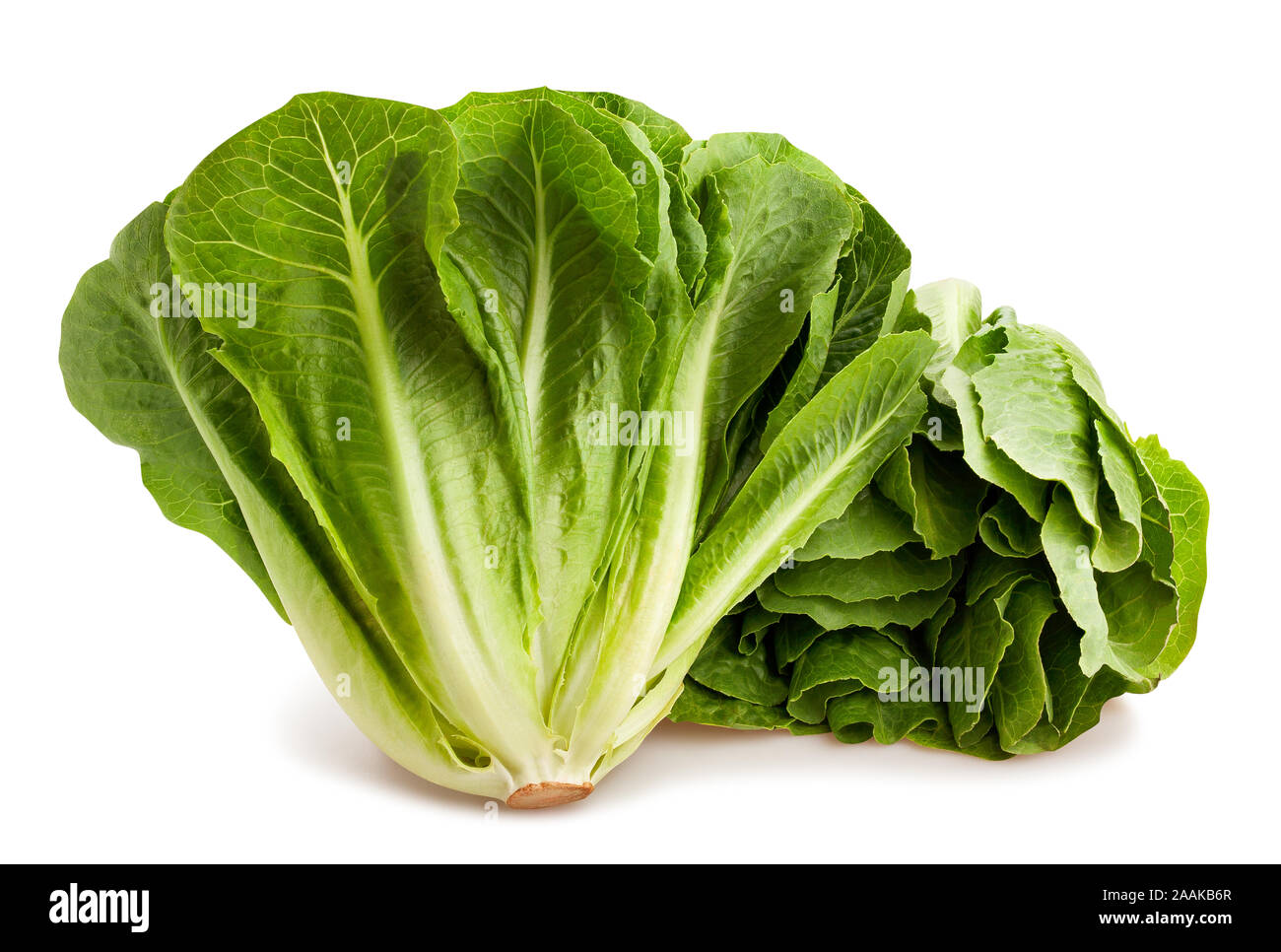 romain lettuce path isolated on white Stock Photo