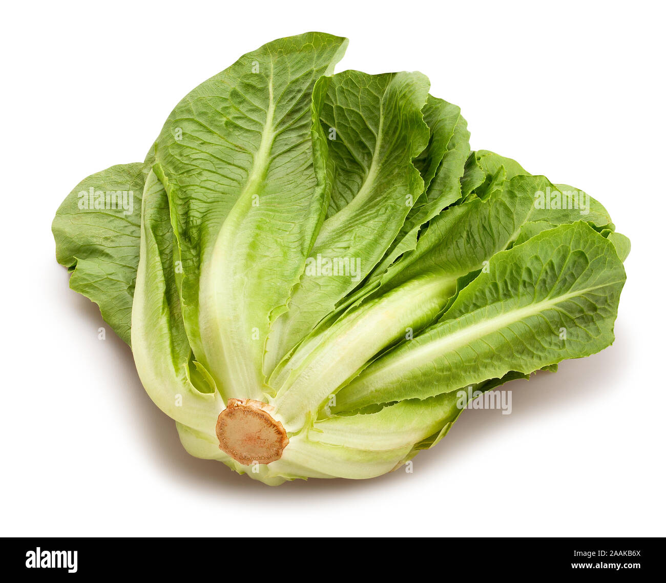 romain lettuce path isolated on white Stock Photo