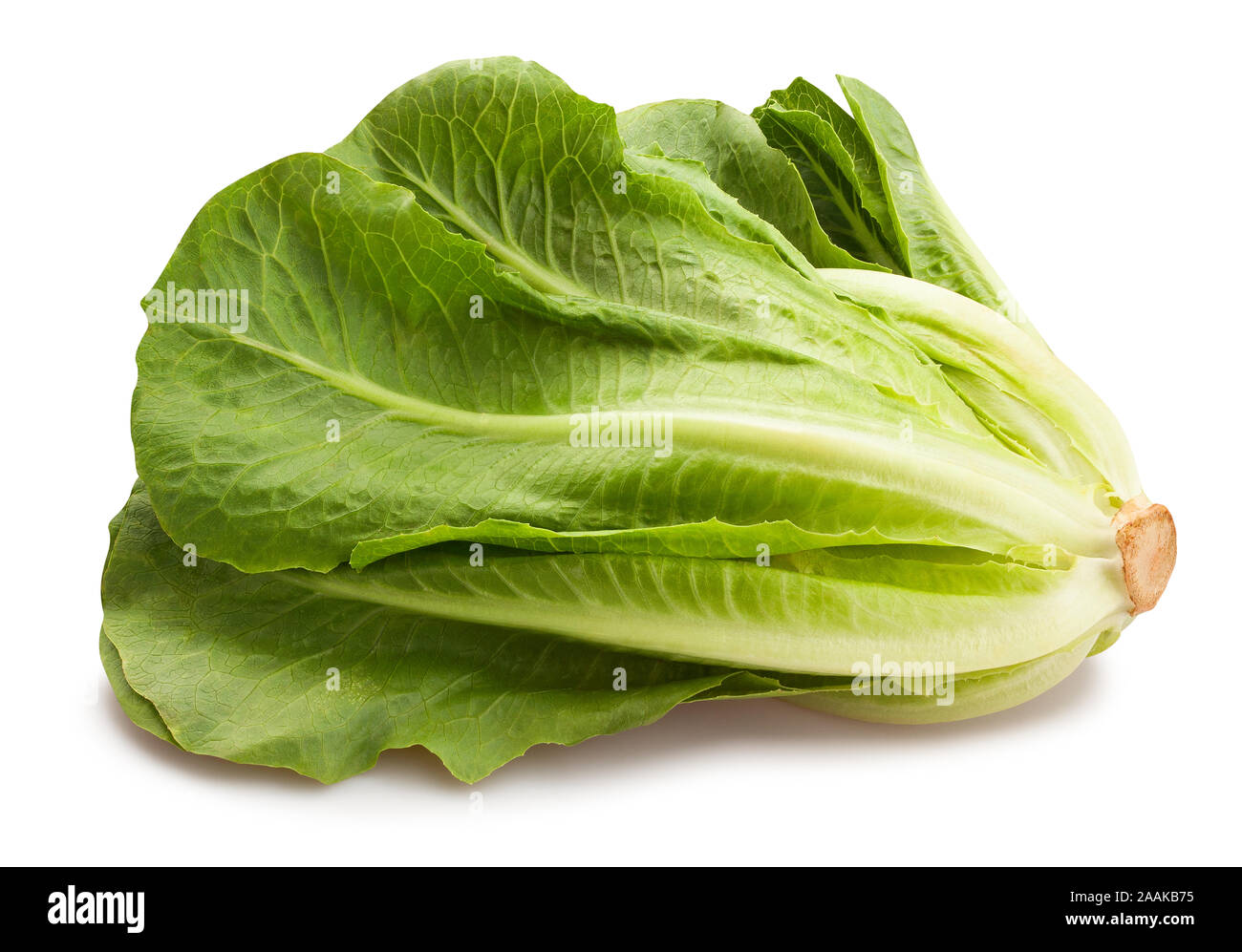 romain lettuce path isolated on white Stock Photo