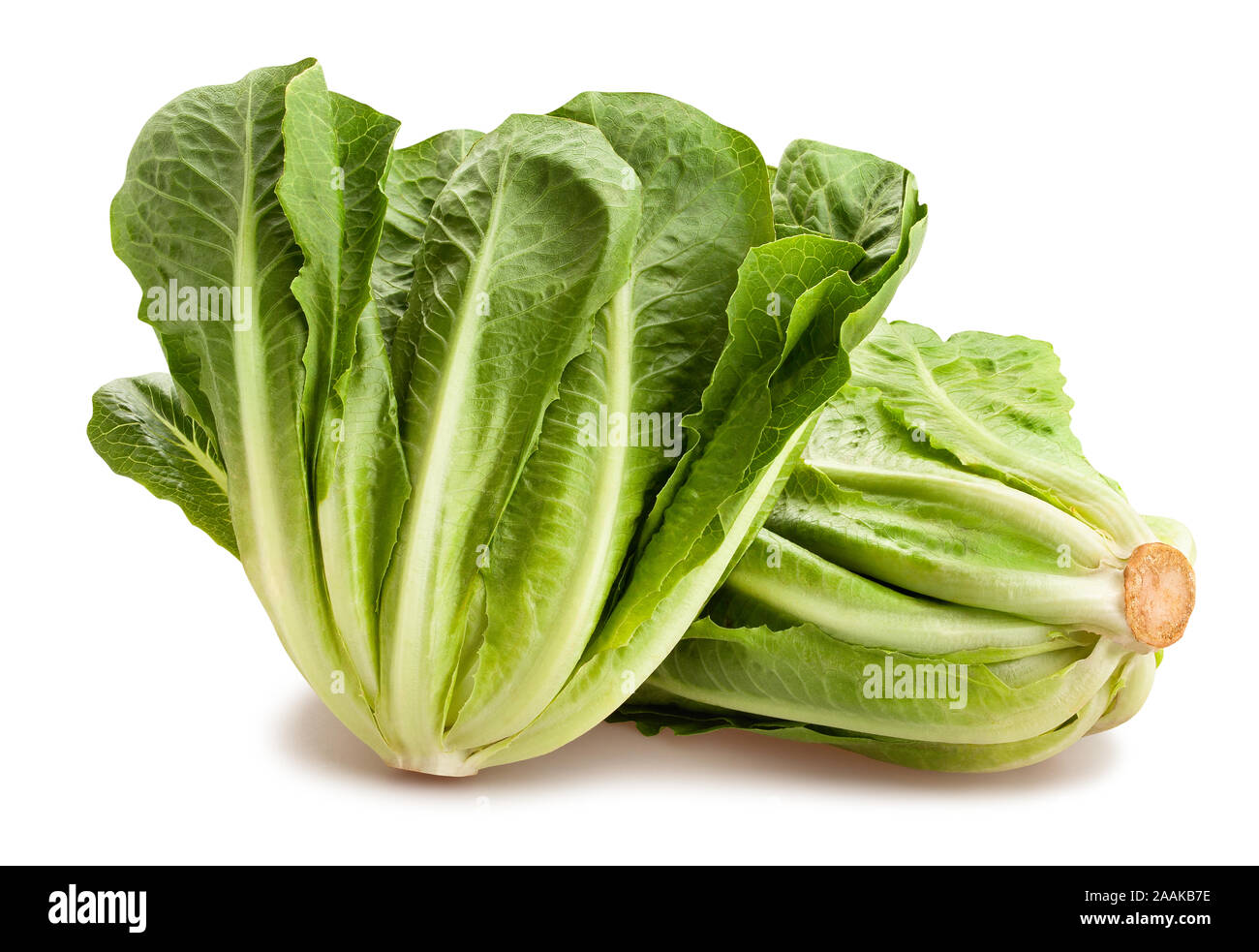 romain lettuce path isolated on white Stock Photo