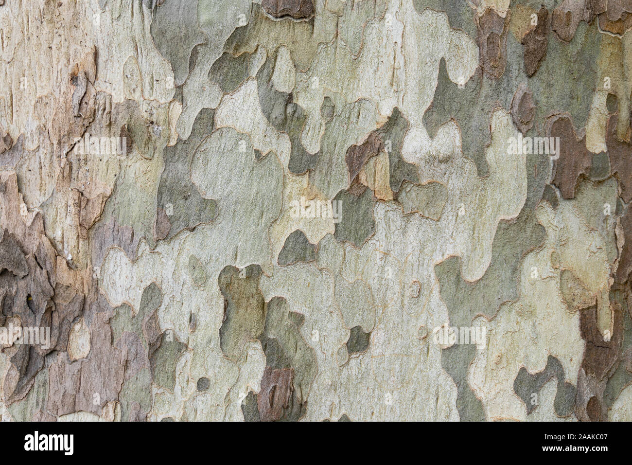 A tree with a camouflage look Stock Photo