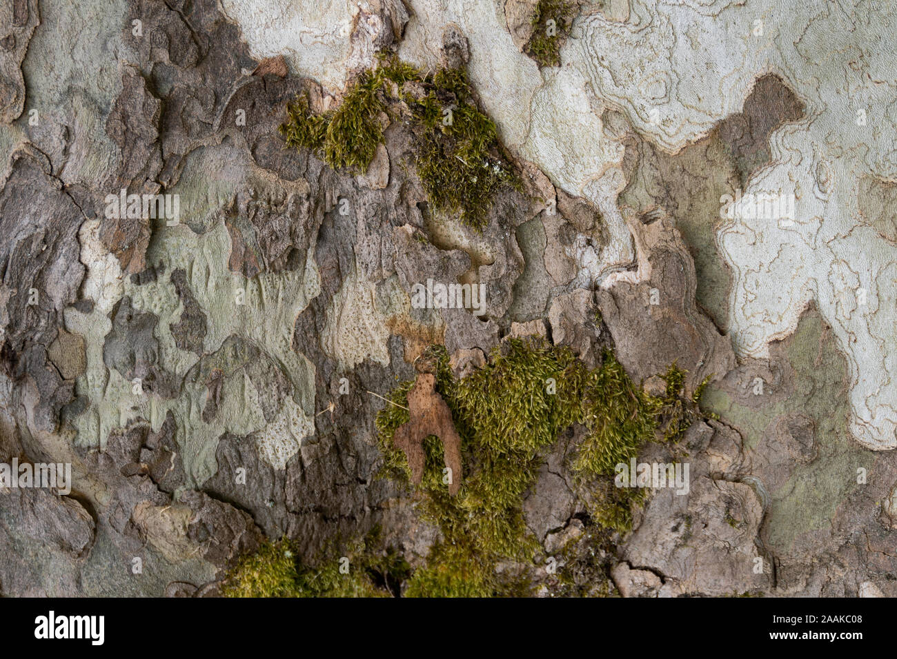 A tree with a camouflage look Stock Photo Alamy