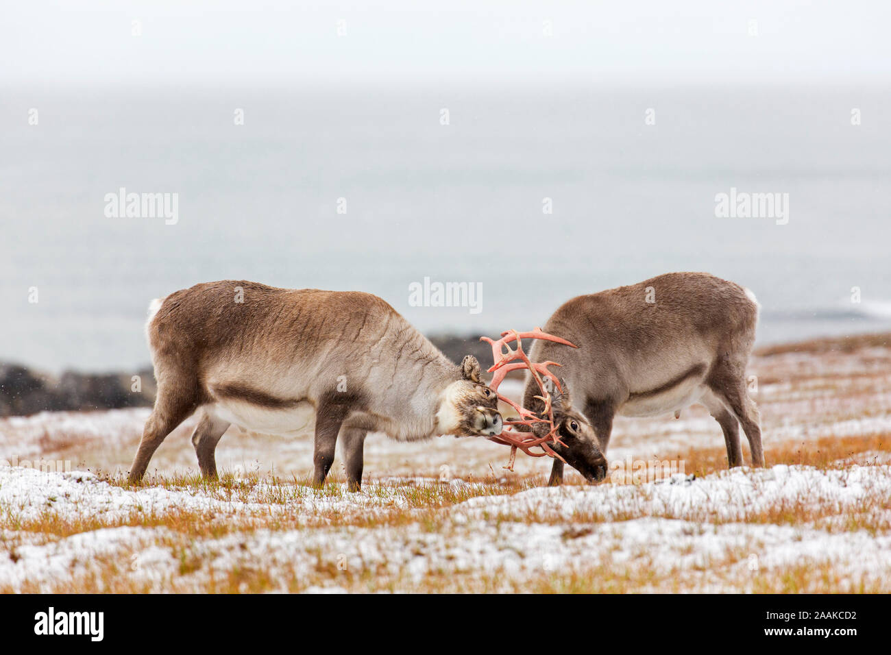 Two Svalbard reindeer (Rangifer tarandus platyrhynchus) males / bulls fighting by locking antlers on the tundra in autumn / fall, Svalbard, Norway Stock Photo