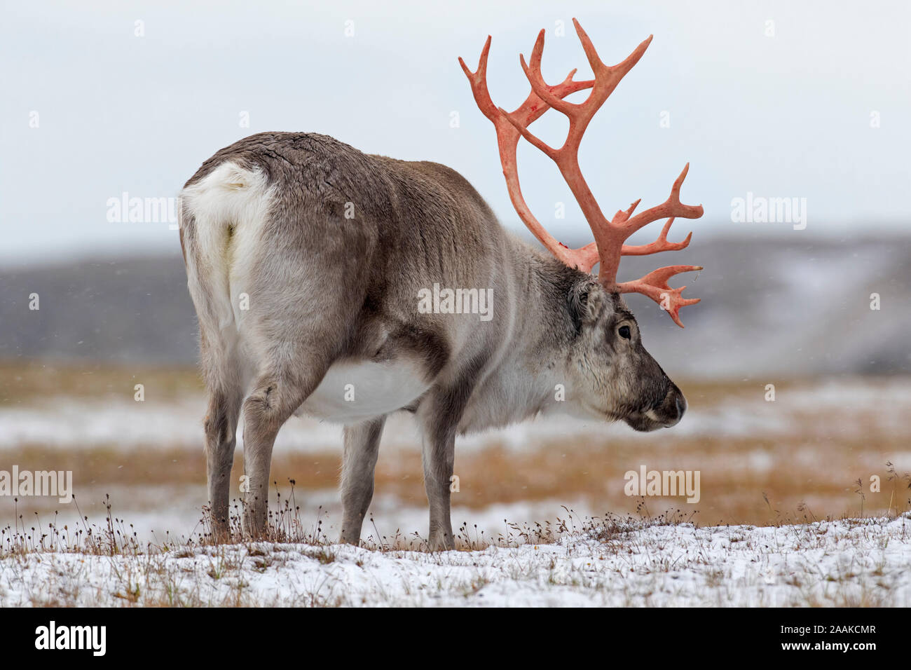 Svalbard reindeer (Rangifer tarandus platyrhynchus) male / bull with shed velvet blood red antlers on snow covered tundra in autumn / fall, Norway Stock Photo