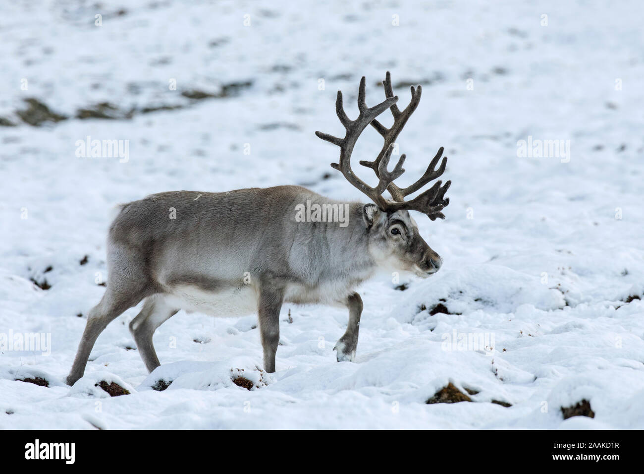 Svalbard reindeer (Rangifer tarandus platyrhynchus) male / bull with velvet covered antlers foraging on snow covered tundra in autumn / fall, Norway Stock Photo