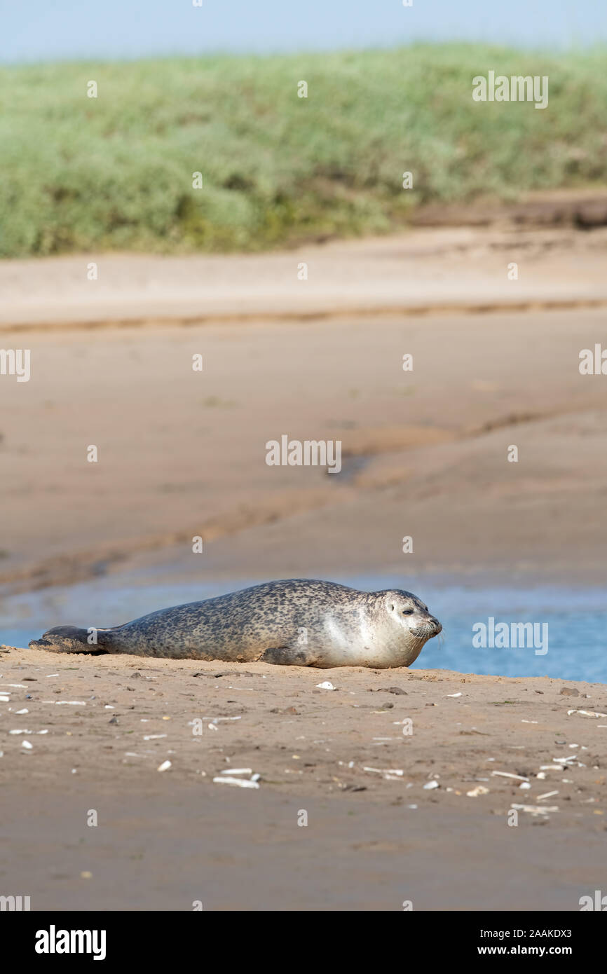 Harbour Seal (Phoca vitulina) Stock Photo