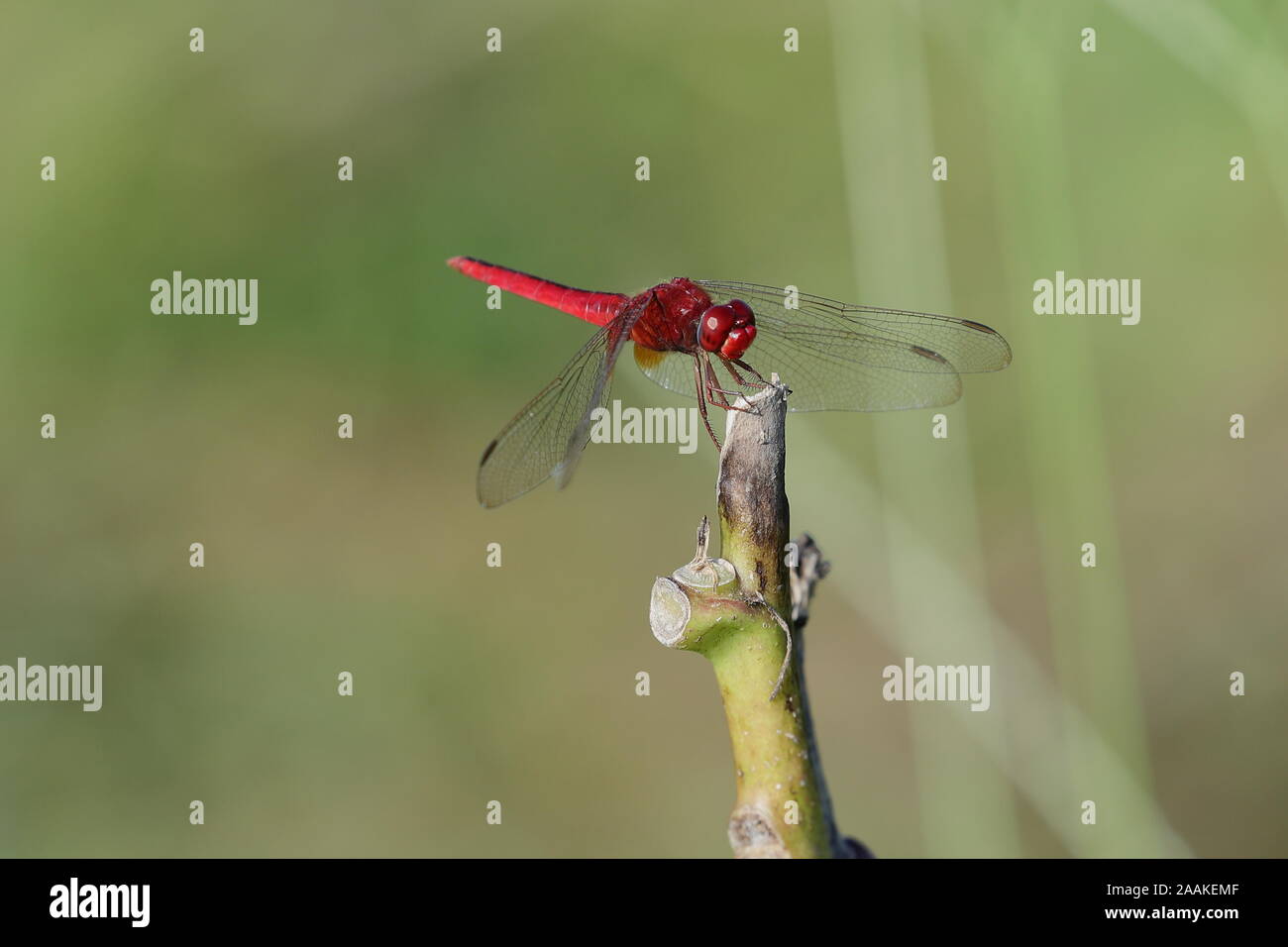 The scarlet skimmer or ruddy marsh skimmer, Crocothemis servilia, is a