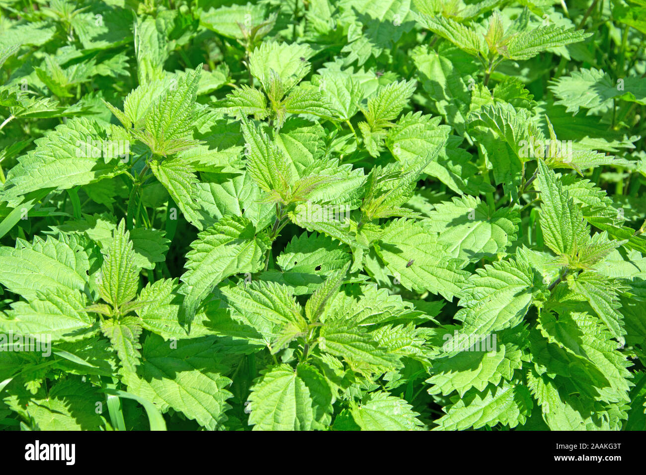 Leaves of the stinging nettle, urtica Stock Photo