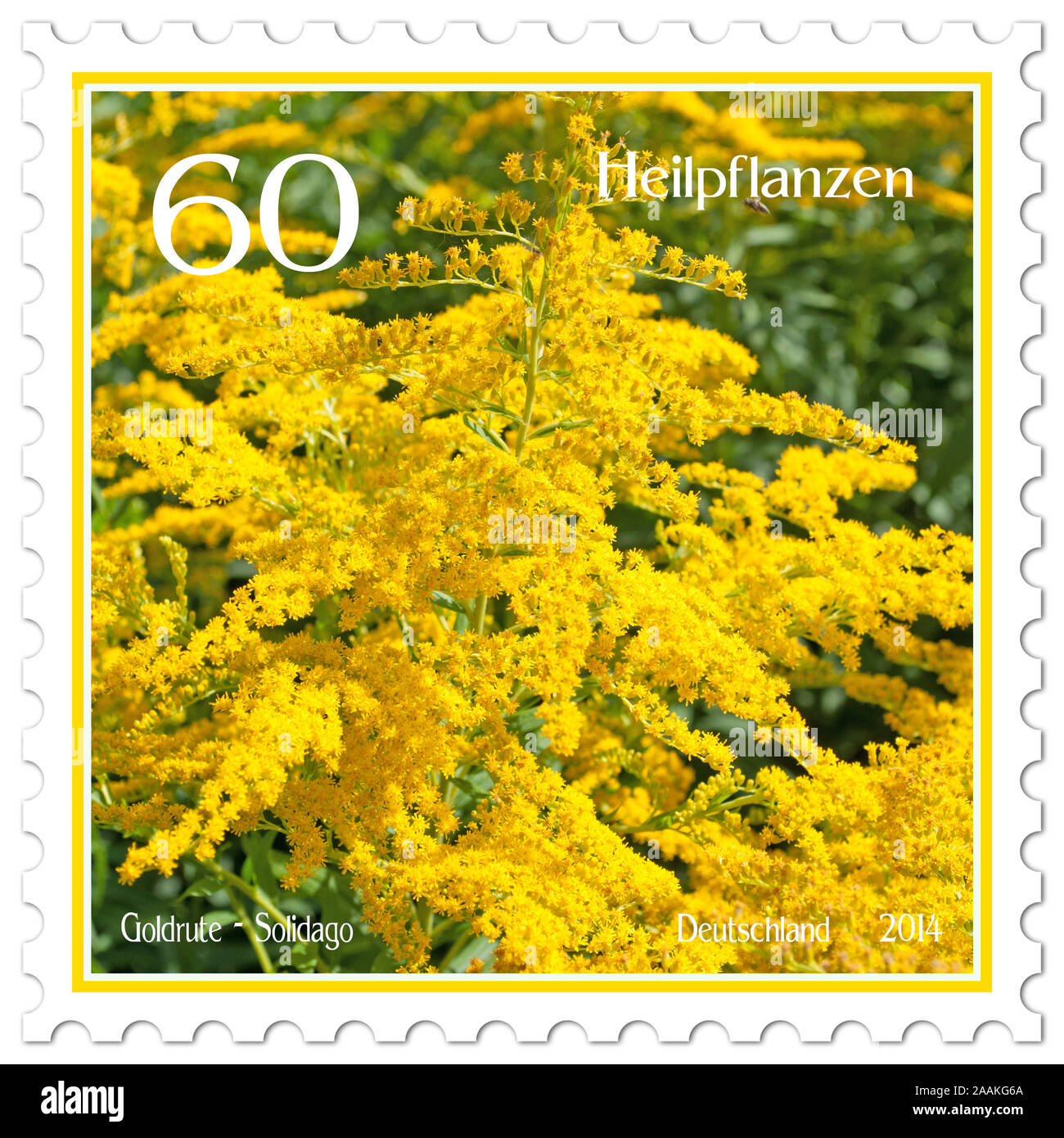 Postage stamp with the image of goldenrod, Solidago Stock Photo