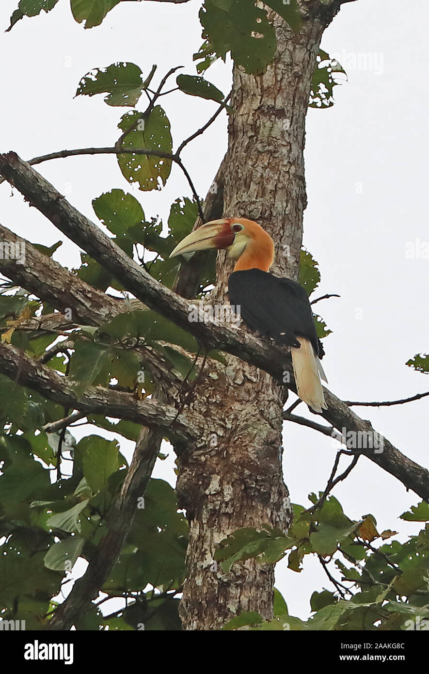 Papuan Hornbill (Rhyticeros plicatus) adult male perched on branch  Fly River, Papua New Guinea                  July Stock Photo