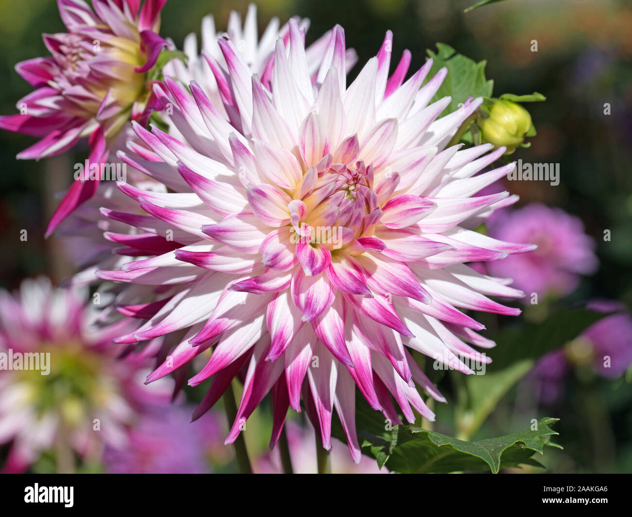 Purple and white dahlias hi-res stock photography and images - Alamy
