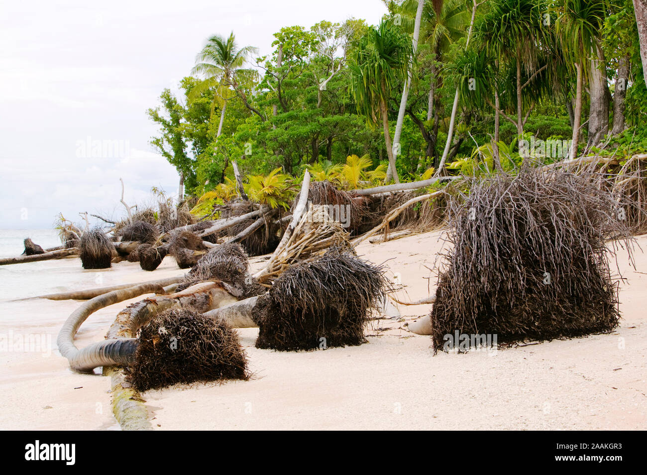 Trees knocked down by undercutting coastal erosion litter the beach on