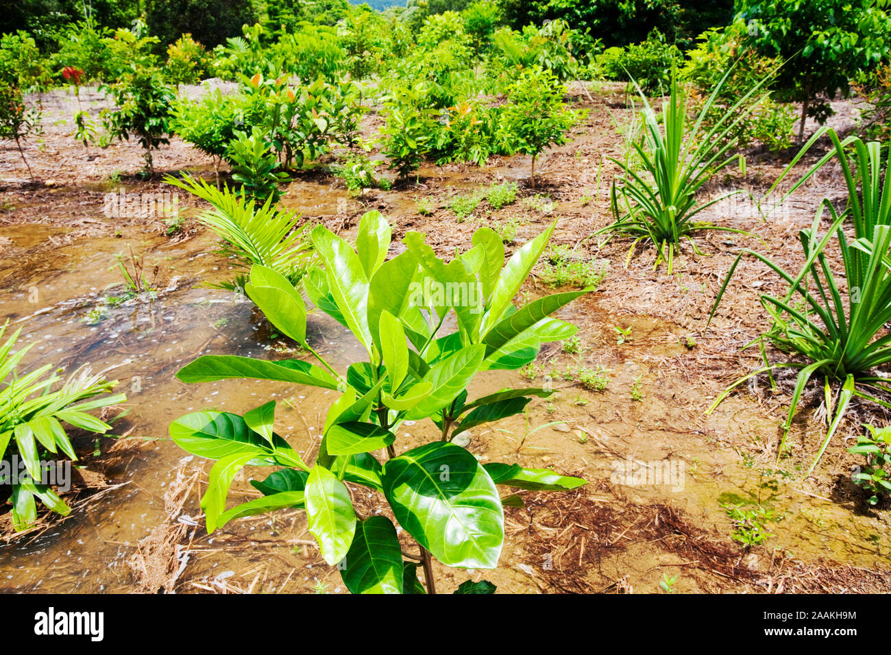 Trees planted by the Australian Rainforest Foundation in the Daintree rainforest. The foundation is committed to helping the rainforest to recover fro Stock Photo