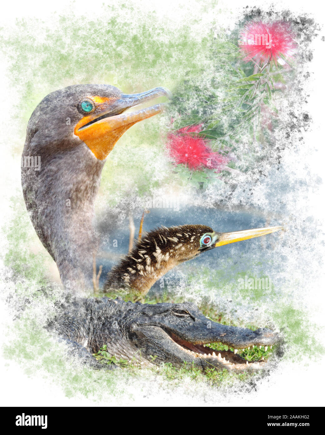 Wildlife of the Everglades National Park - Image-Montage of Birds, Alligator, Flowers and Butterfly Stock Photo