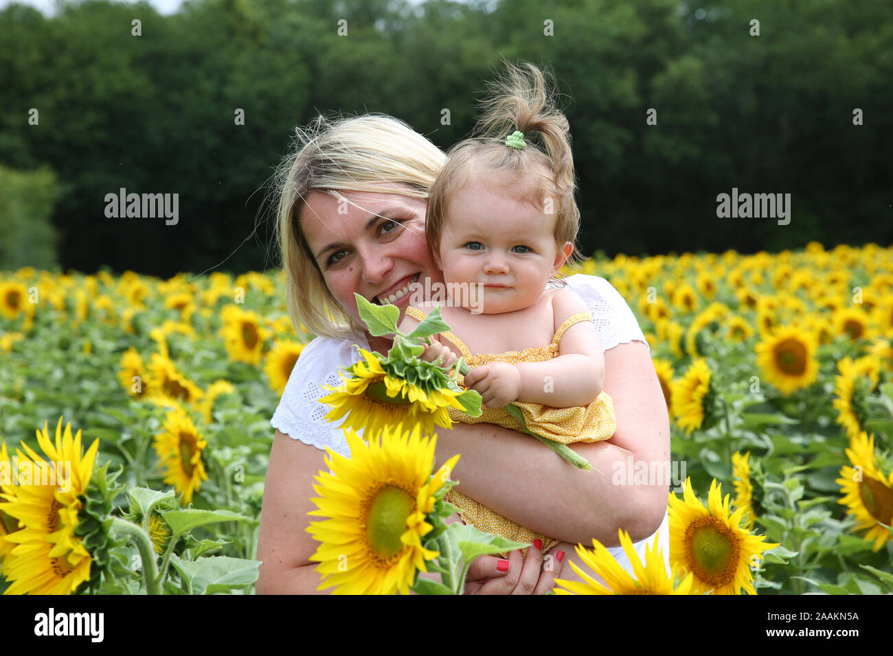 Mother and baby in a sunflower field, France Stock Photo - Alamy