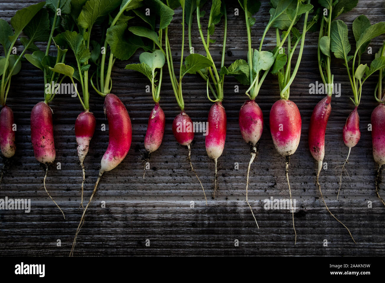 Row of Radishes of Different Sizes Stock Photo Alamy