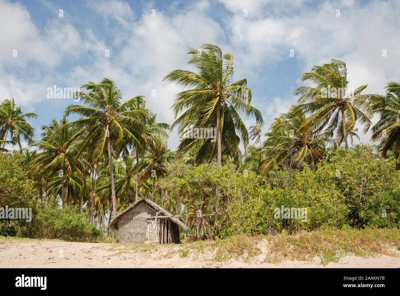 Paradisiacal Patacho beach in the state of Alagoas, northeastern Brazil, with its extensive coconut trees, warm water beaches, welcoming inhabitants m Stock Photo