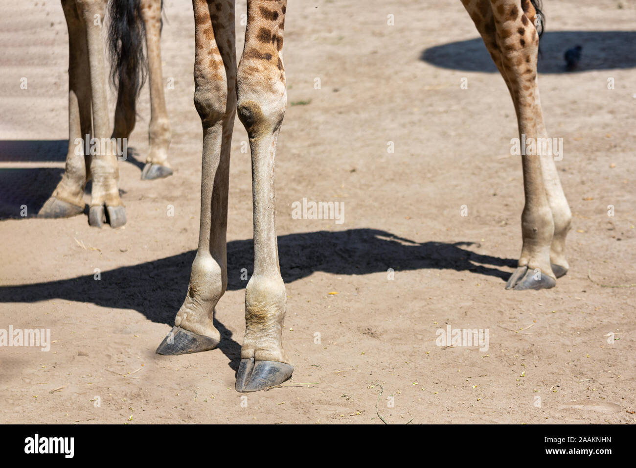 Legs of giraffes in Budapest zoo, Hungary Stock Photo