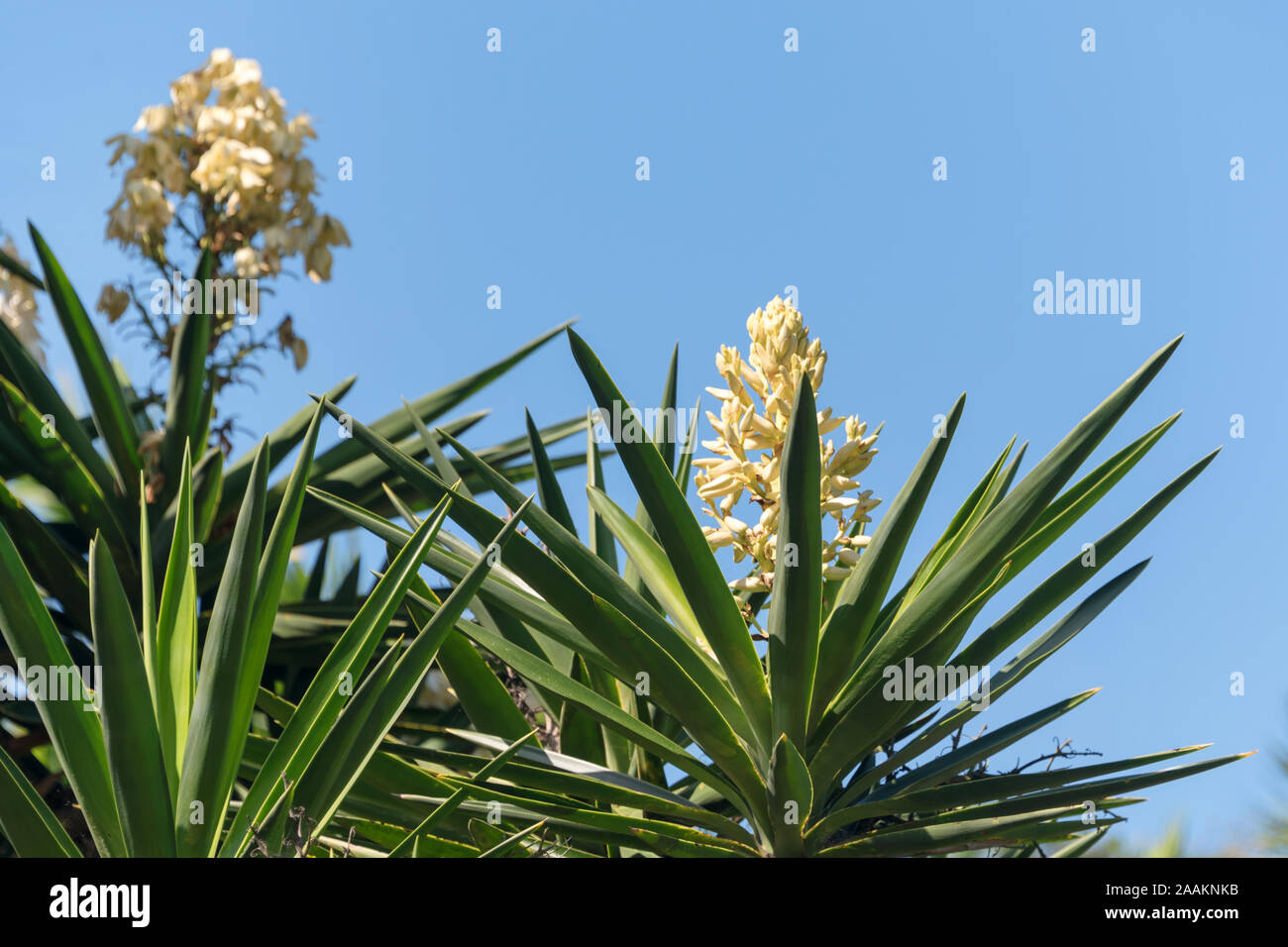 Blooming palm tree yucca. White exotic flowers with long green leaves on blue sky background. Spain. Stock Photo