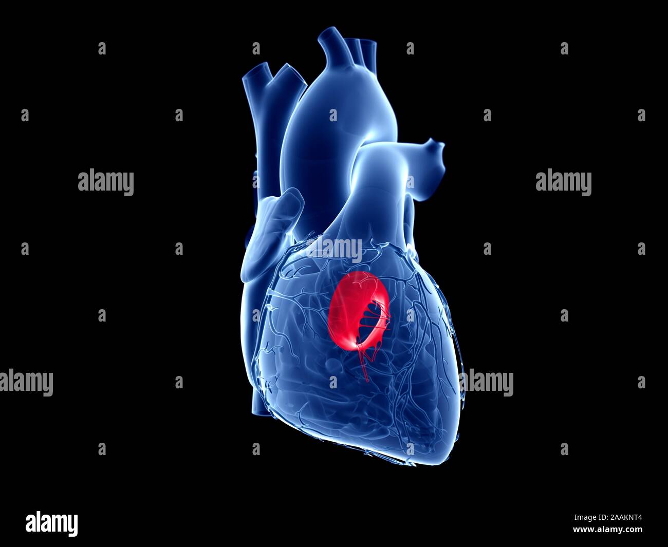 Mitral valve, computer illustration. Stock Photo