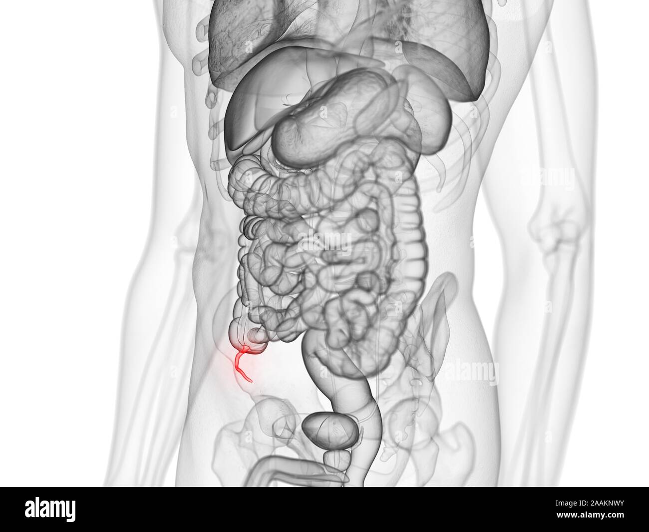Appendix, computer illustration Stock Photo - Alamy