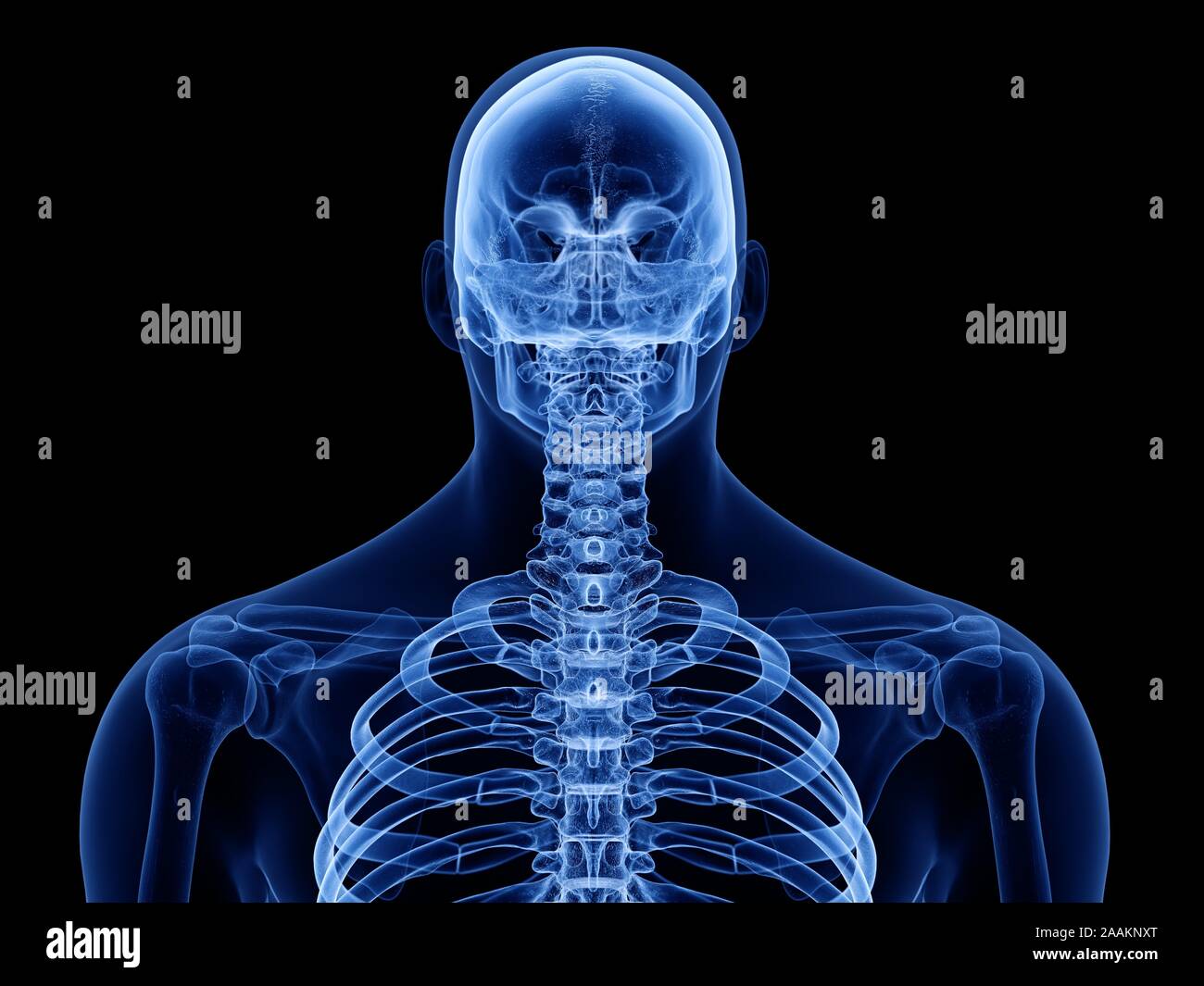 Upper body bones, computer illustration Stock Photo - Alamy