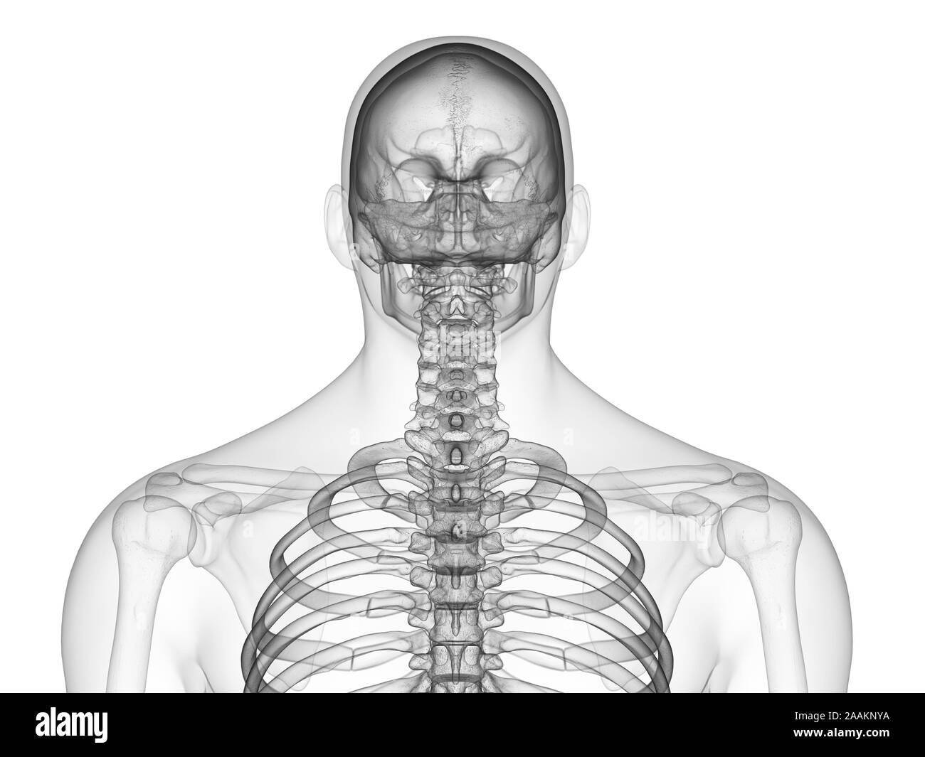 Upper body bones, computer illustration. Stock Photo