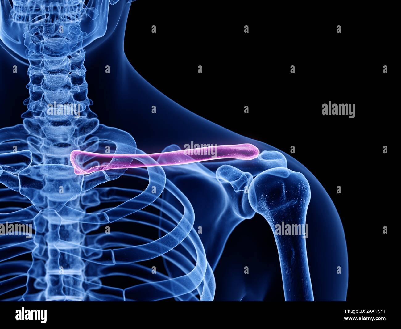 Clavicle bone, computer illustration Stock Photo - Alamy