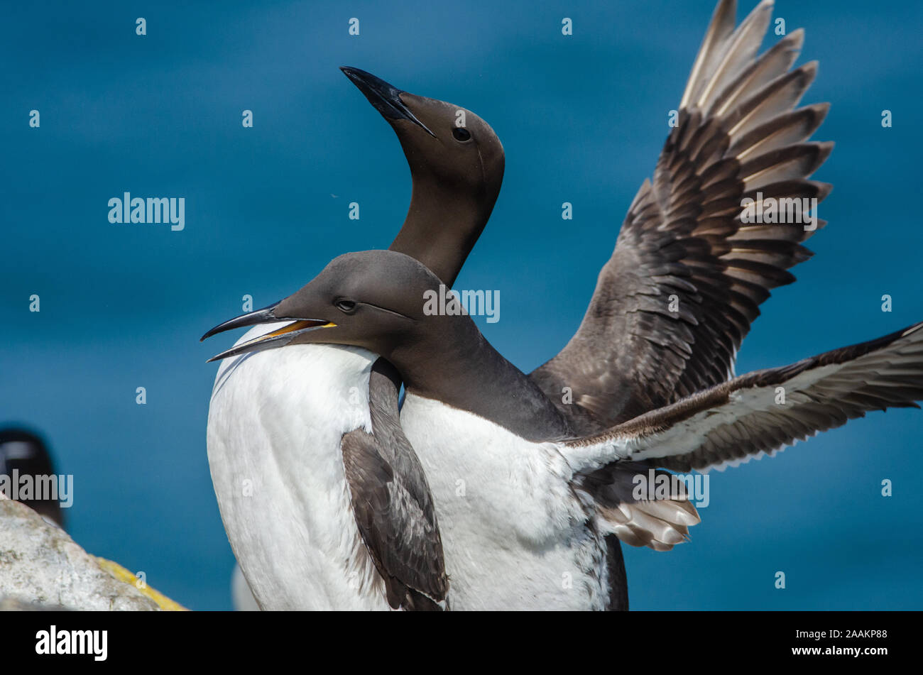 Guillemots (Uria aalge) mating, Skomer island, UK Stock Photo