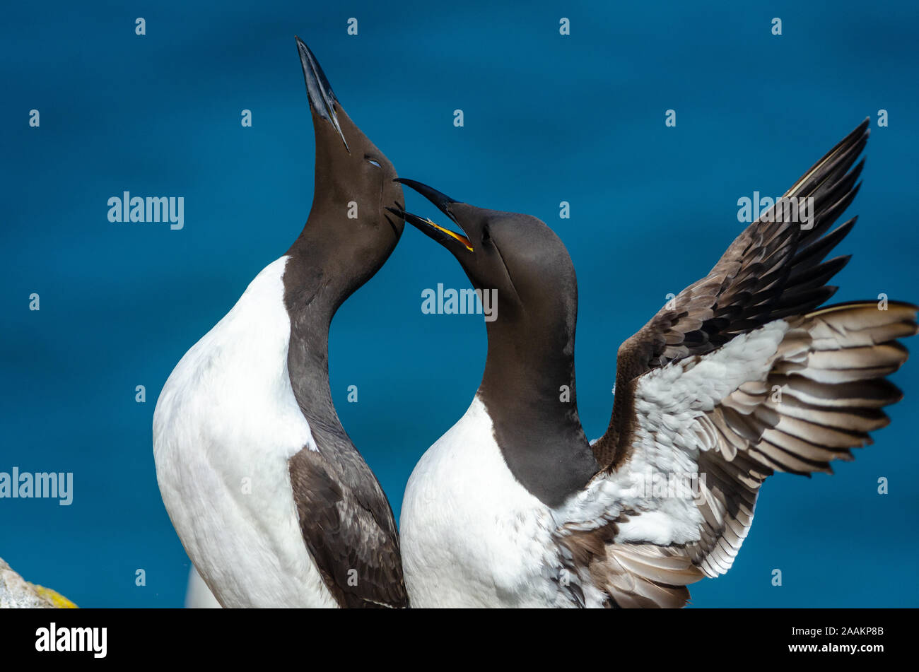 Guillemots (Uria aalge) mating, Skomer island, UK Stock Photo