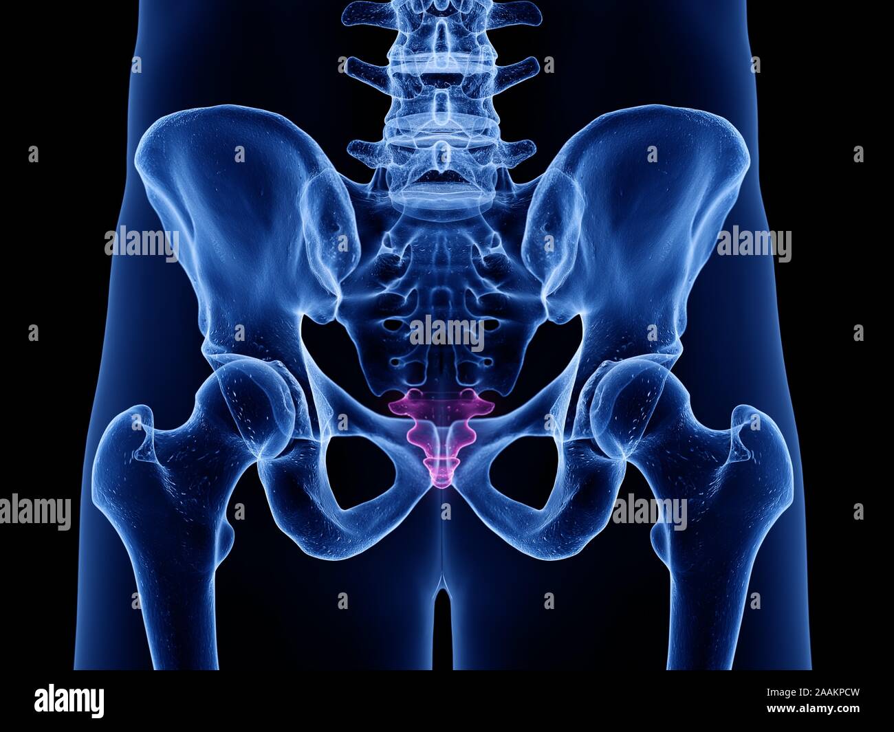 Coccyx Tail Hi Res Stock Photography And Images Alamy